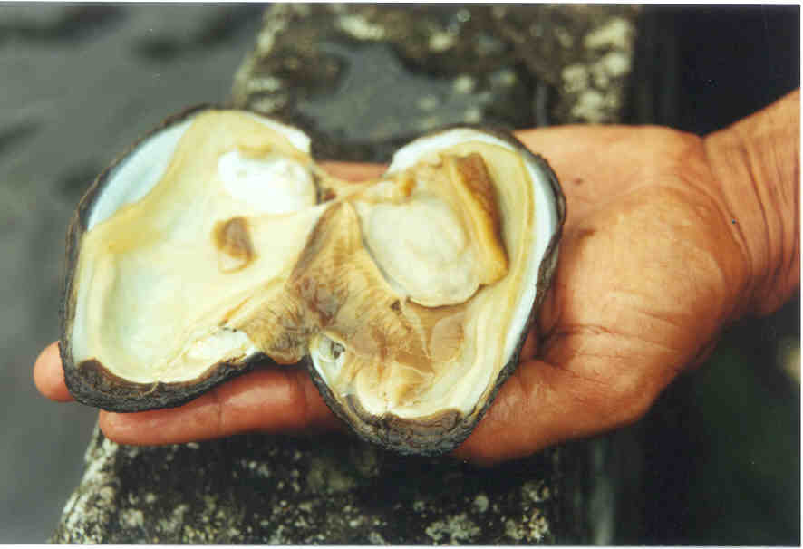 Almeja_agua _dulce.jpg